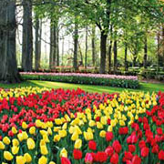 Blumen