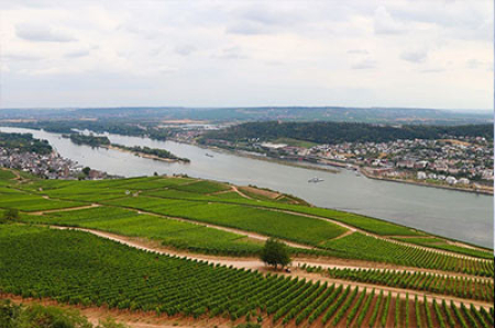  Rüdesheim – „Tage des Federweißen“